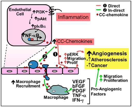 Regulation of Multiple signaling pathways by CC-chemokines. 